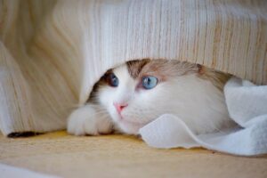 母子家庭がもらえる手当の種類と申請方法は？