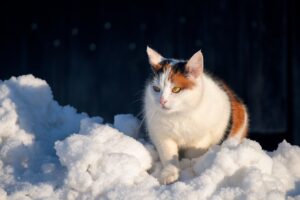 父子家庭が再婚するのはいつがベストタイミング？